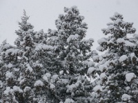 雪景色。写真はイメージです（bamboo sasaさん撮影,Flickrより）