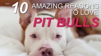 温厚で太陽が大好き！　ピットブルを愛すべき10の理由