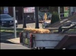スーパーカーは何をやってもスーパーだった！？　謎のランボルギーニが目撃される！