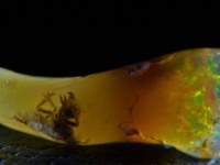 七色に輝くオパールの中には太古の昆虫が閉じ込められていた！