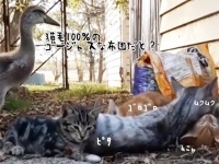 猫団子にはどうしても加わりたかった鳥。「ちょっと入りますよ」で中央を陣取る