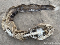 ヘビのような魚のような、半分ミイラ状態の謎のクリーチャーが湖の近くで発見される
