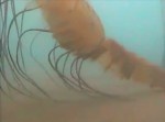 北極圏の生態系に新仮説！？　巨大クラゲの撮影で新たな可能性