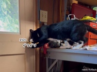 ドアノブの回し方を熟知してしまった猫の脱出大作戦