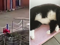猫が川に転落！目撃した男性が間髪入れずに現場に駆け付け、あっという間の救出劇（イギリス）