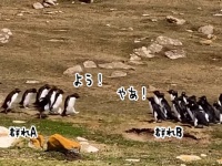 違うそっちじゃない！2つのペンギングループが集まった後に何かが起きる！