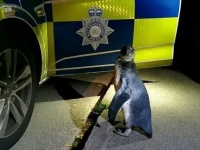 「自分、黙秘権いいっすか？」逃亡中のペンギン、路上で警察に保護される事案（イギリス）