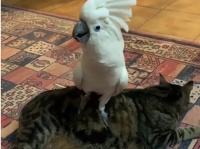 すごく・・・シュールです。猫の上に乗りながら犬の鳴き声で鳴くタイハクオウム