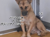 雨の日に助けを求めてやってきた犬の親子。子供を守ろうとする母犬の姿に感動し家族に迎え入れる