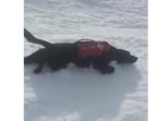 「楽しい〜！！」　雪山のレスキュー犬がスキーヤーのごとく遊びまくってる。