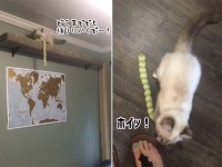 猫も「取ってこい遊び」が好き。どこに投げられても余裕で回収