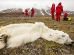 あなたは何を思う？　世界に衝撃を与えた「餓死したシロクマ」