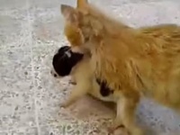 戦禍のシリアにて。保護施設「猫の家」で子犬の面倒を見る母猫が発見された