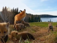おとぎの国がここにもあった。カナダ・ケベック州の大自然で暮らす動物たちの春
