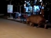 夜回り先生かよ！脱走したカバがエサを求めて深夜徘徊　近隣住民から戸惑いの声