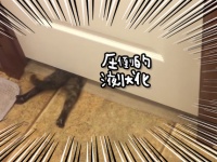 圧倒的液状化！狭いドアの隙間を潜り抜ける子猫