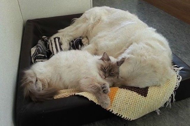 catndogcute2_e