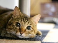 猫を飼うことで健やかに？　猫を飼うべき4つの理由