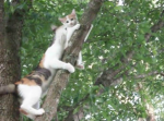 木から降りれなくなった子猫を助ける母猫！ その助け方が考えさせられる方法だった