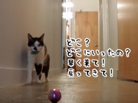 猫は飼い主が外出した直後どうなるのか？超寂しがりやの猫の場合