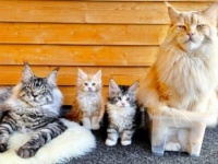 「もう無理ニャ！」静寂は心の中にある？子猫たちの襲来にも平静を保つ、ZENを実践するメインクーンの年長者たち？
