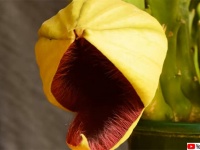 死肉臭を漂わせハエをおびき寄せる、悪魔の花の異名を持つ「オオバナサイカク」の開花を早回しで