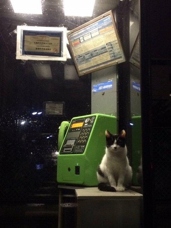 だいだい645（＠kingyo645）さんのツイート