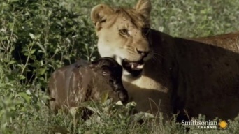 「ママ？ママ？」狩ってはみたけれど……。自分に甘えてくるヌーの赤ちゃんを守るメスライオン