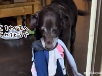 全力で歓迎します！誰かが家に来ると必ずプレゼントを持ってやってくる犬