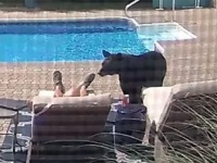 足フェチなのか？うたた寝してたらクマに足先を突かれていた件（アメリカ）