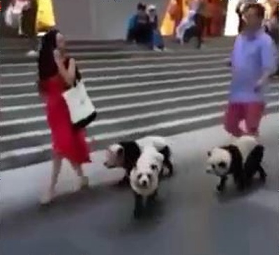 パンダに染められた犬