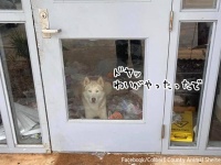 施設についてすぐ脱走、他の犬を巻き込み施設内を壊滅状態にした破天荒なハスキー犬