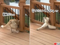 犬、会いに行きたい一心で液体化。猫技を取得