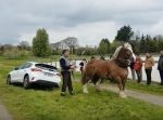タイヤがハマって身動きが取れない車。　→お馬さんが引っ張って救出！