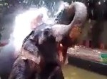 【驚愕】ゾウの鼻シャワー！！　水の量がハンパじゃない！
