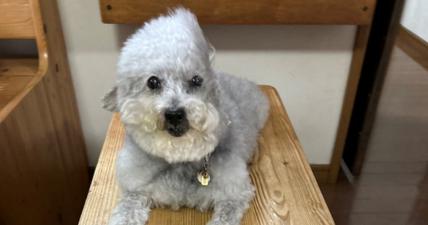 頭が欠けてる！？トイプードルの衝撃ショットに9.9万人驚がく　根本原因は〝エアコンの不調〟で...