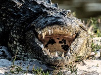 300人を殺したという伝説の巨大ワニ「ギュスターブ」は今も生きているのか？