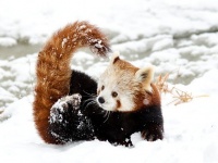 反則すぎる。レッサーパンダが雪で遊ぶ姿のかわいさよ。（画像+動画）