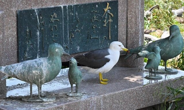 「石化の呪いが解けた」みたいなウミネコ、激写される