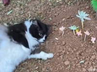 ああ涙。仲間の猫のお墓から離れない猫、「出ておいでよ」と土を掘り返す姿にグっとくる