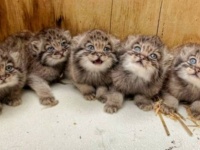 「まさかマヌルネコだったなんて！」ただの子猫だと思って保護したら…。子猫ズの正体に農場主さんもビックリ