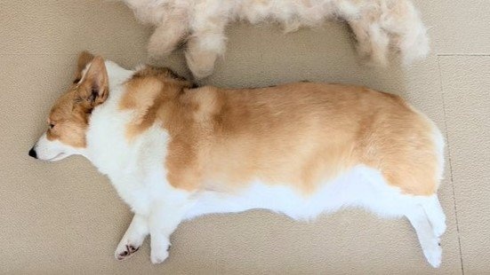 「こんなに抜けるんだ」「本当に底知れない」　どこに隠し持ってたの？換毛期コーギーの〝ふわふわ分身〟に9万人驚がく