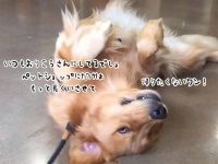 いつもおりこうなゴールデンレトリバーだがペットショップは別、帰りたくないと駄々をこねる