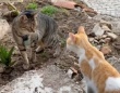 田舎暮らしは悩みが尽きない？ポルトガルの都会派猫ボーイ、新たなストーカー猫の出現に困惑する