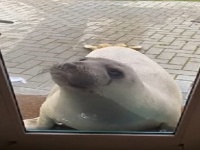 ち～っす！人馴れしたゾウアザラシが民家に出没。芝生でまったり昼寝も（アメリカ）