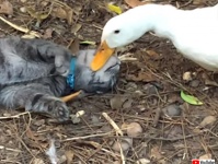 保護された猫とアヒルが急速接近。微笑ましいスキンシップで友情を育んでいた（アメリカ）
