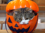 今回はハロウィン仕様！　セレブ猫『まる』ちゃんの新作映像がキュートすぎて困る