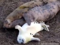 アザラシのお母さんが子供のお腹をくすぐってあやす、やさしい世界