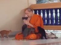 これも修行か？タイの僧侶を誘惑しまくる猫たちの挙動