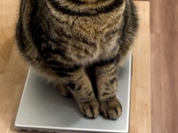 ネコんさんの〝してやったり顔〟に11万人が完敗　「連携技」で飼い主の仕事ジャマする2匹